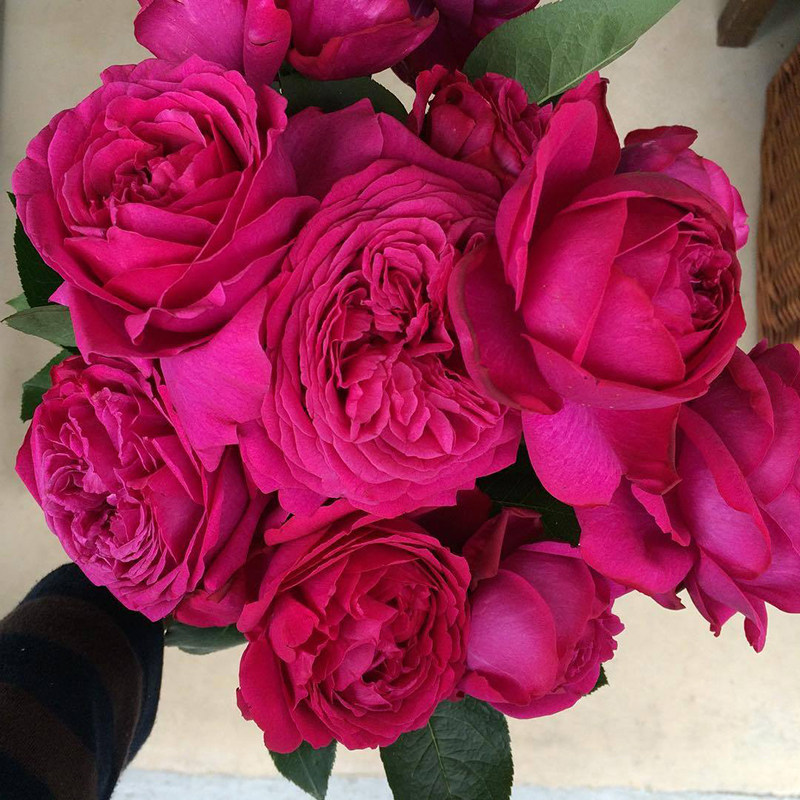 小米月季伊芙红色庭院植物花卉玫瑰花卉