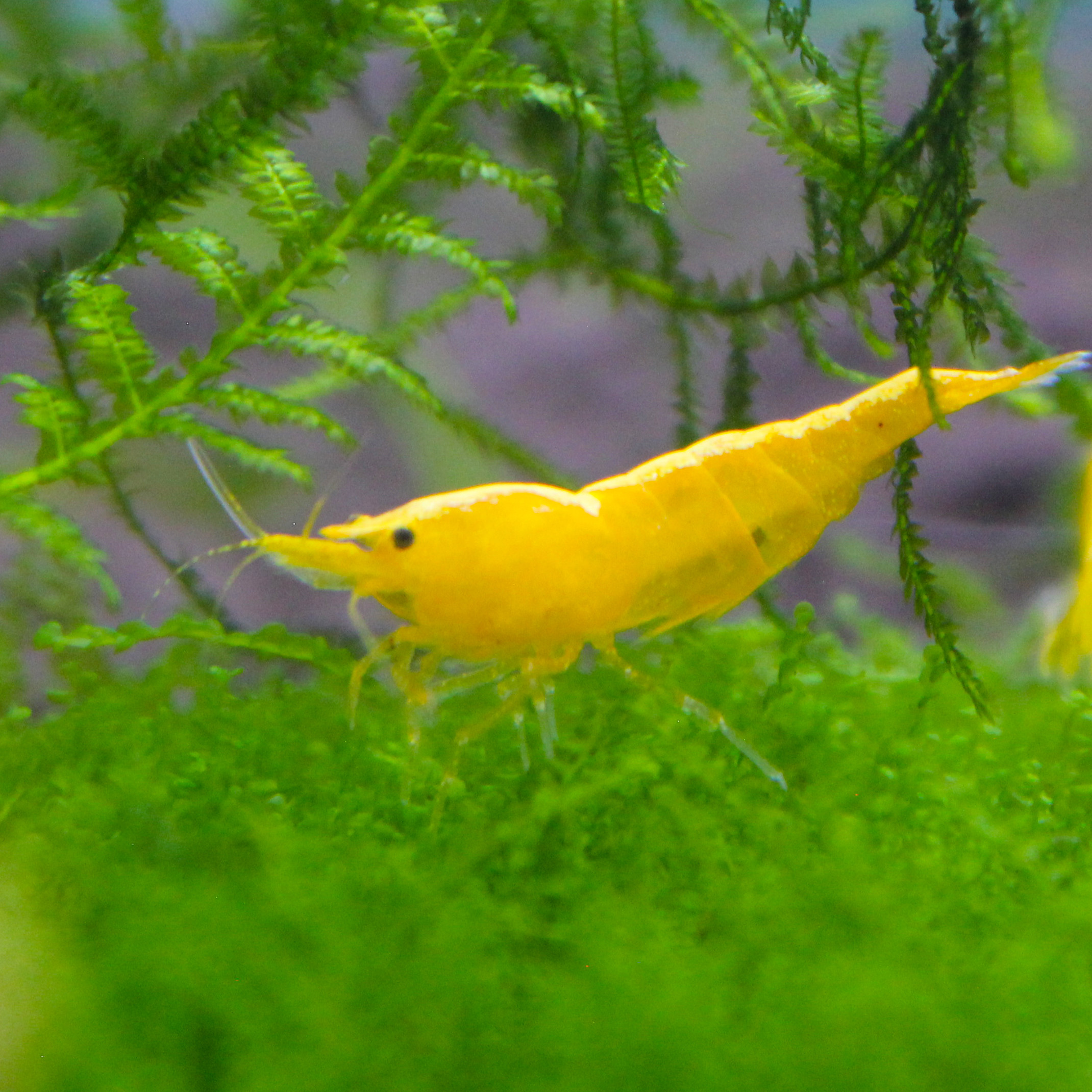 宽背金背黄金米虾极火虾樱花花虾观赏虾米宠物虾