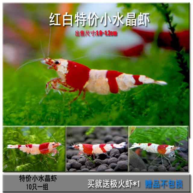 Ornamental shrimp package dining lotion, deraister, shrimp, fire, yellow rice, pet shrimp, freshwater shrimp, cherry blossom, shrimp Ornamental shrimp package dining lotion, deraister, shrimp, fire, yellow rice, pet shrimp, freshwater shrimp, cherry blossom, shrimp