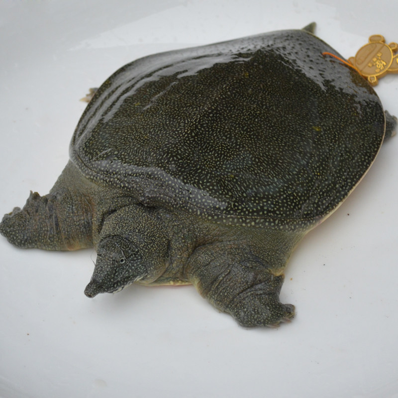 冷江大甲鱼活体鲜活生态人工野外放养公鳖2斤中华土鳖水鱼5年老鳖