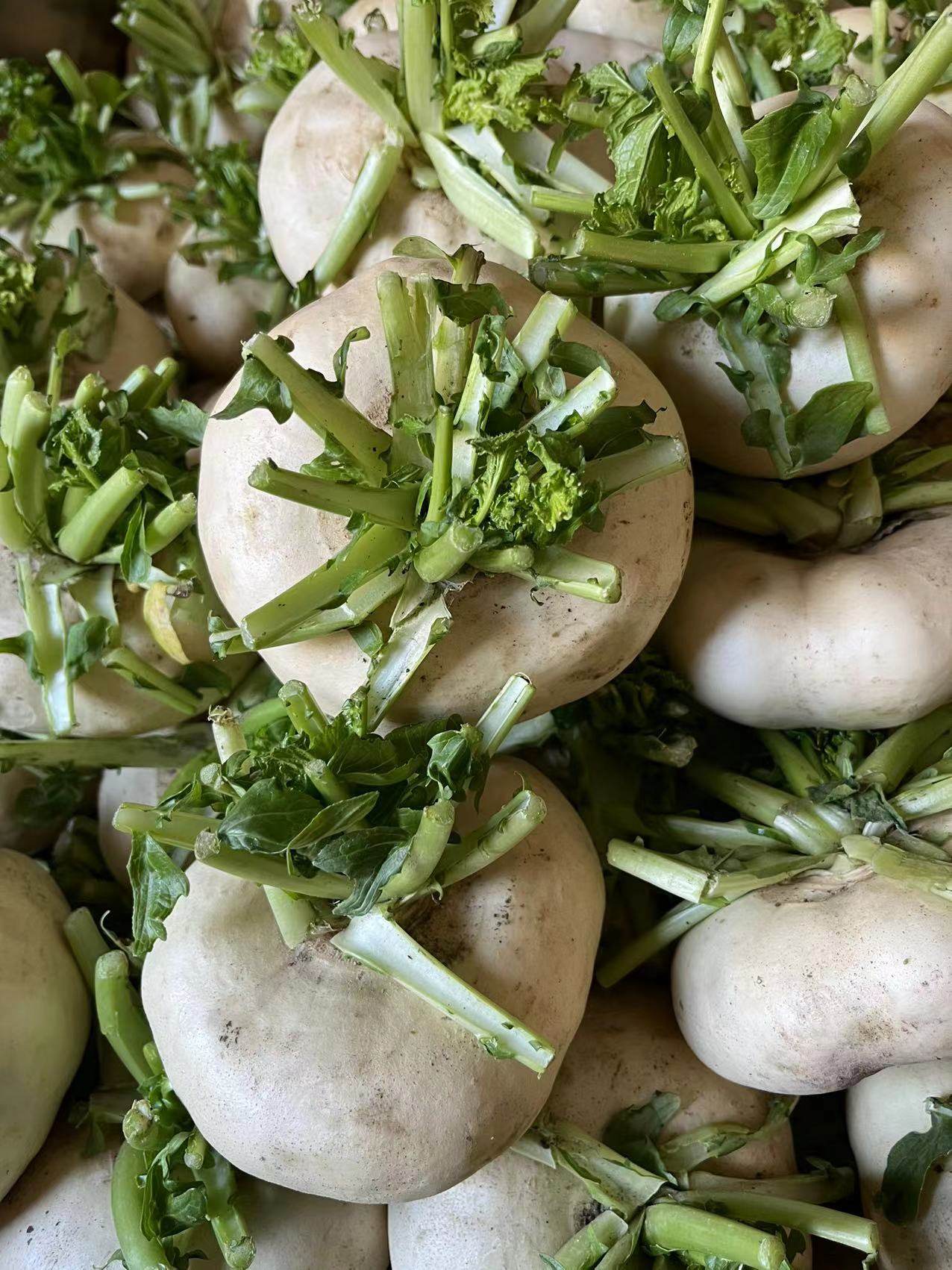 温州新鲜盘菜5斤包邮扁头头菜诸葛菜大头菜圆菜头甜菜头