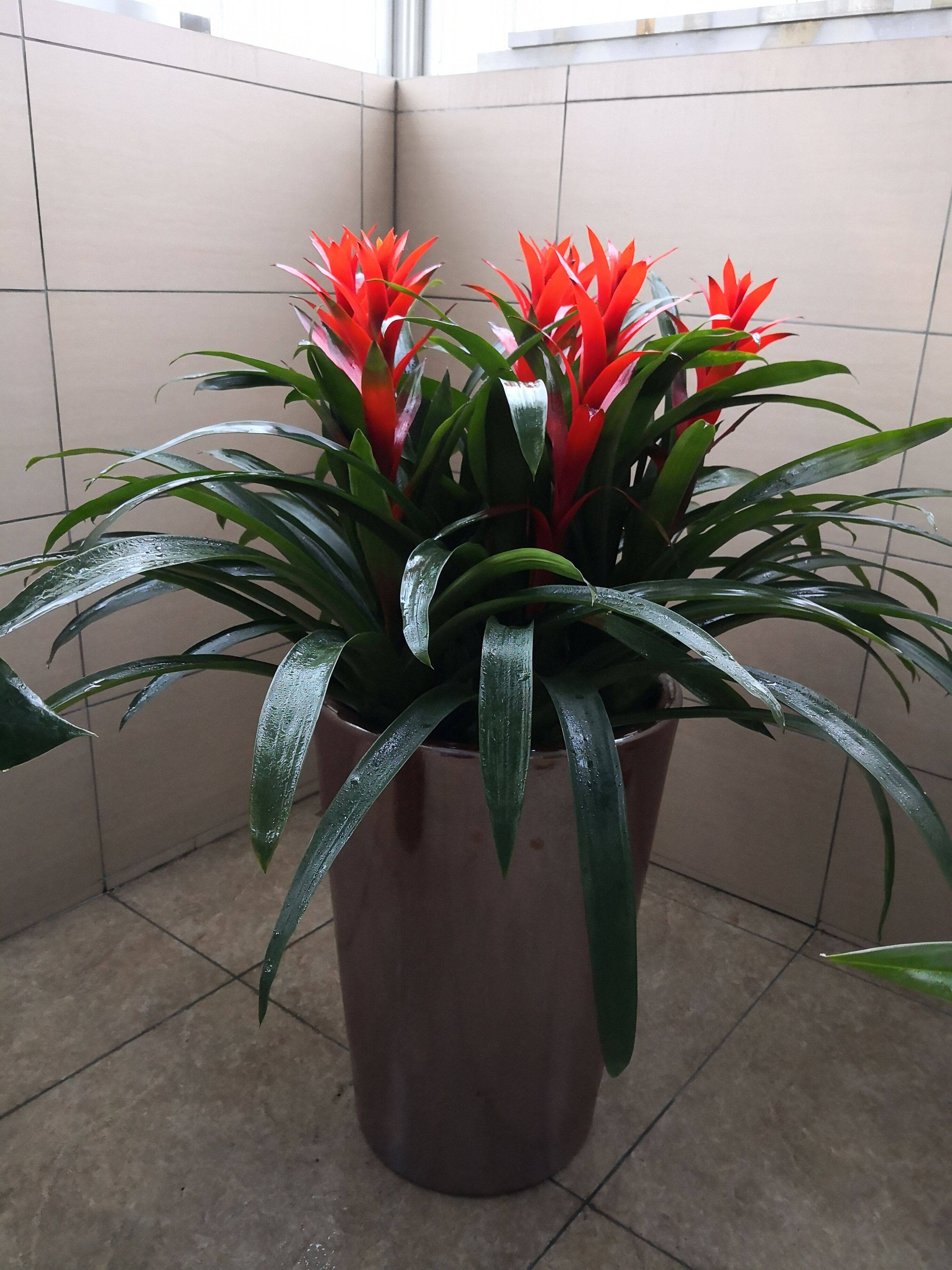 大型鸿运当头盆栽红星招财树客厅绿植甲醛室内四季绿植