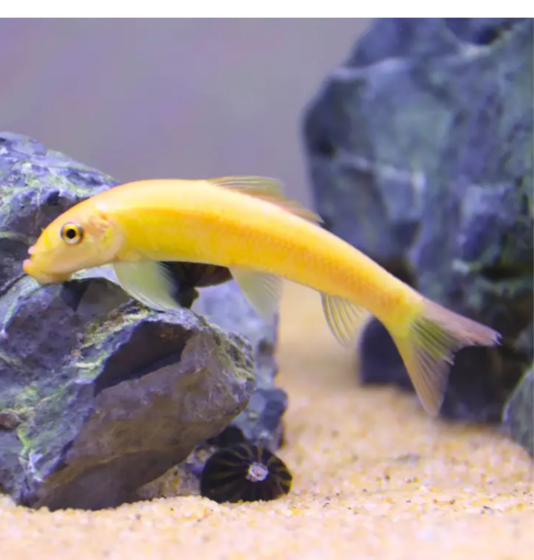 七夕水族金苔鼠鱼清苔鼠清缸鼠鱼工具鱼草造景鱼