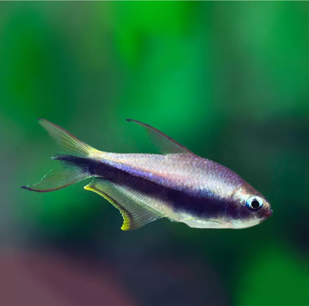 七夕水族大号帝王灯鱼热带鱼活体微型观赏鱼景观鱼