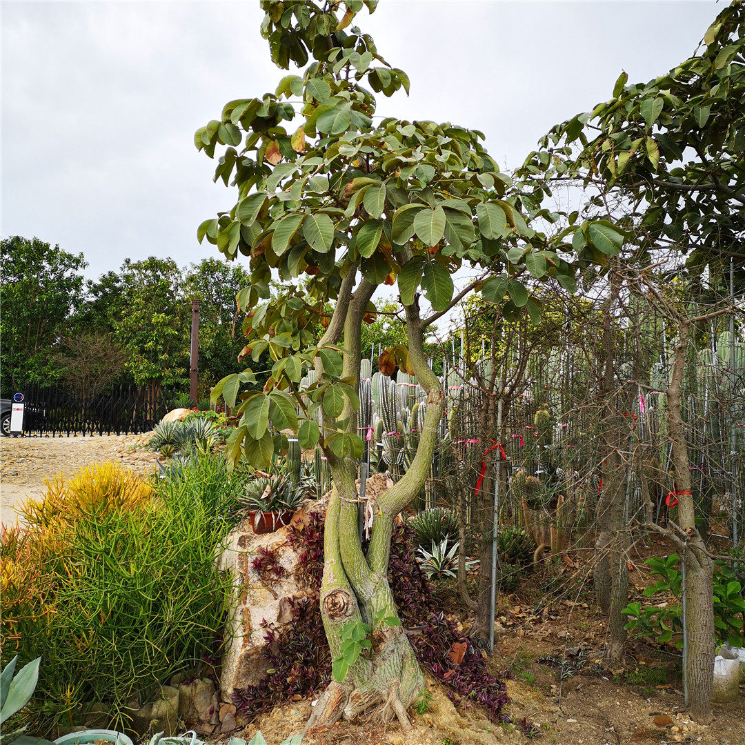 龟纹木棉实生肉质绿背龟甲奇特绿化景观植物多肉植物