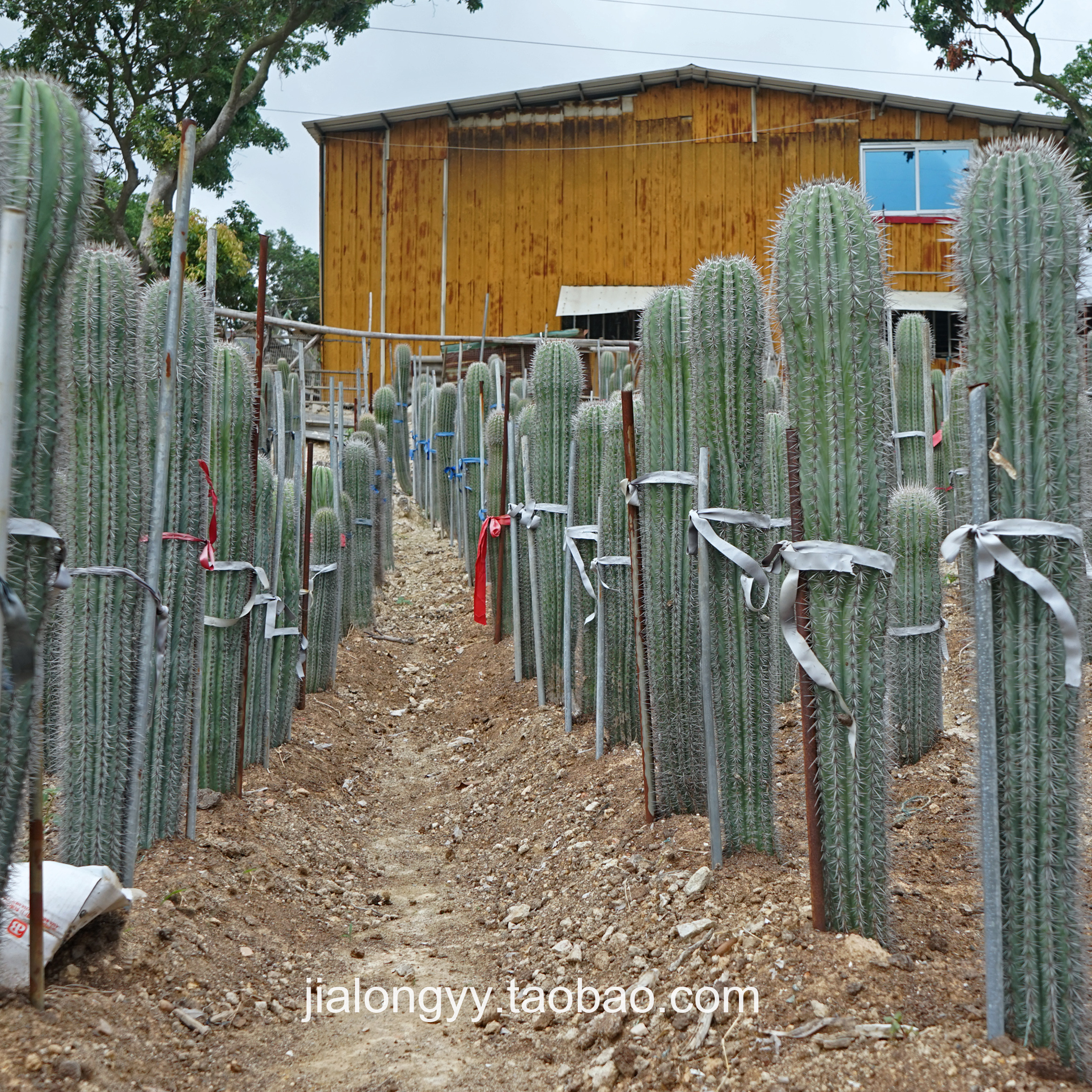 实生幸福柱仙人柱 大型室内沙漠景观 柱状仙人掌武伦柱盆栽植物