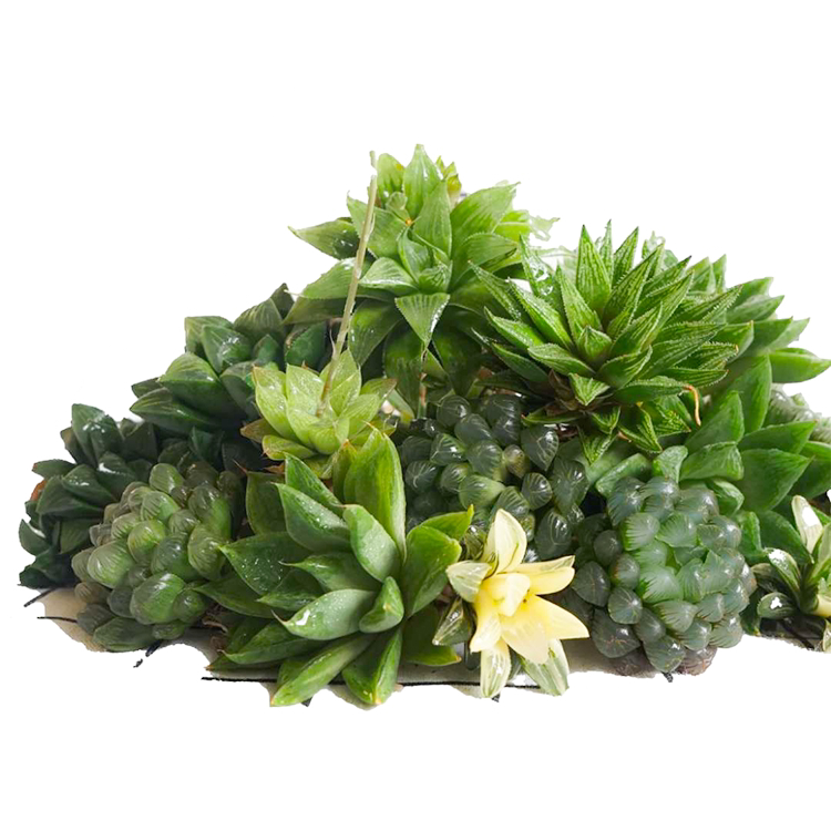 十二琉璃殿锦盆栽多肉卷属科金城浓白不带带刺多肉植物