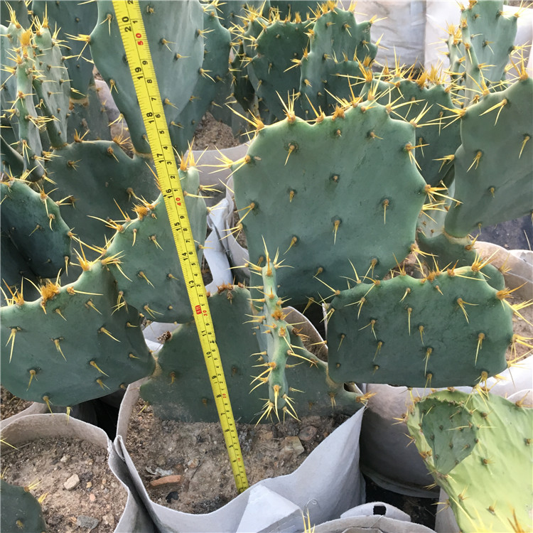 金武团扇仙人掌科 平安刺 opuntiatunamill金黄色茎扁平如扇热带