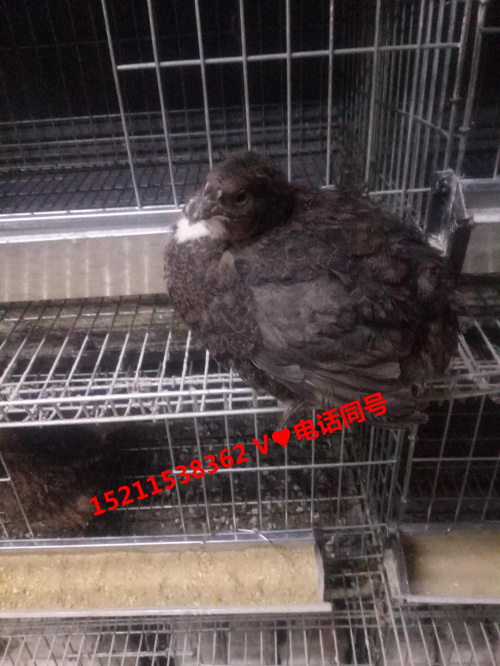 沙莎维麦脱非洲黑羽黄白羽孵化用产蛋鹌鹑种蛋 鹌鹑鸟受精蛋