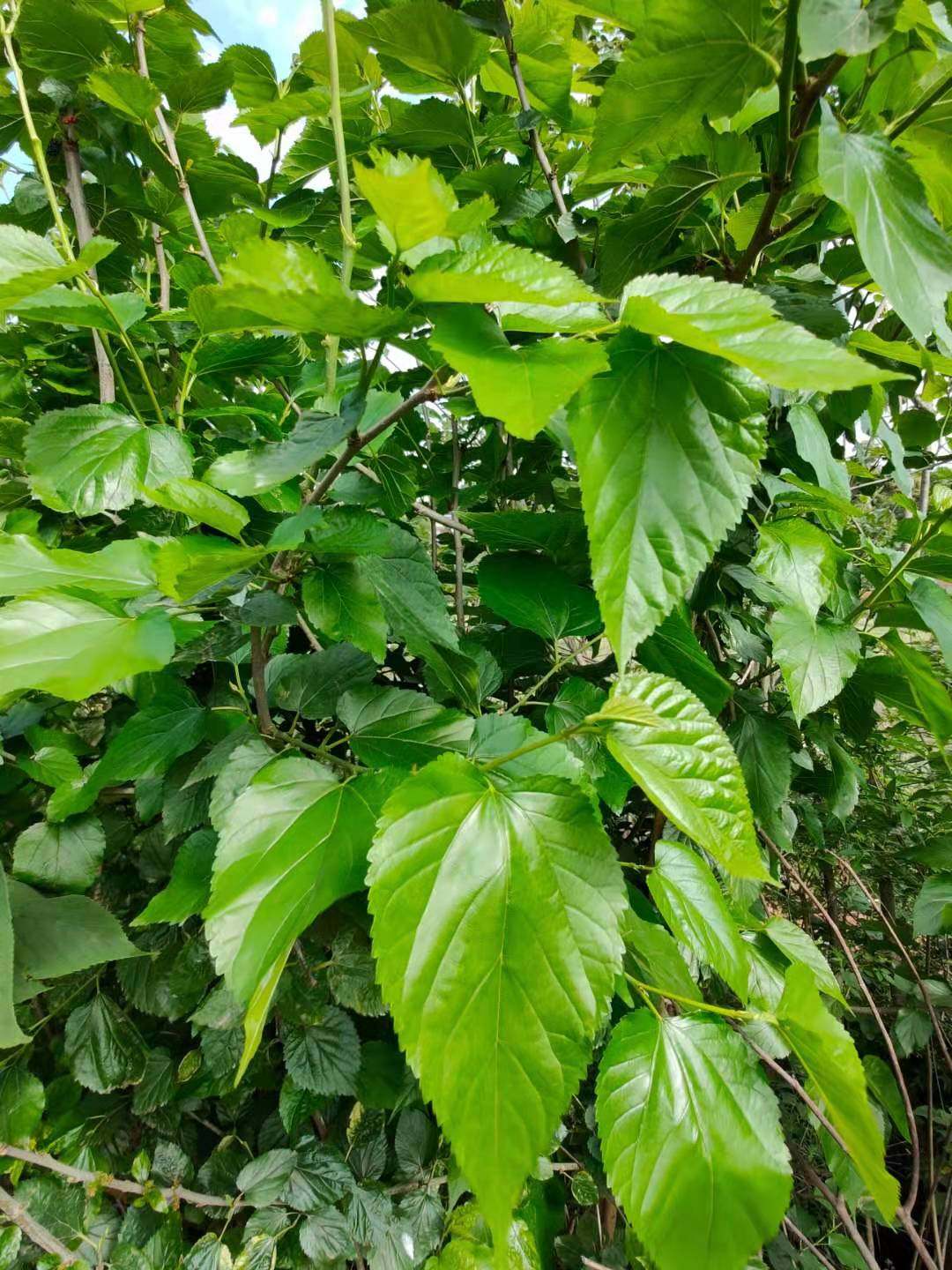 1份桑叶新鲜包邮蚕宝宝食物嫩蚕叶桑园当天现采桑叶