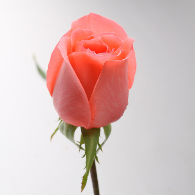 宁波香槟玫瑰单支套苏醒粉色同城白香槟红紫商用鲜花速递同城