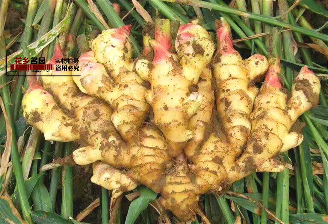 小芽新款花乡名园双芽一块芽苗好栽家庭厨房家庭园艺种子