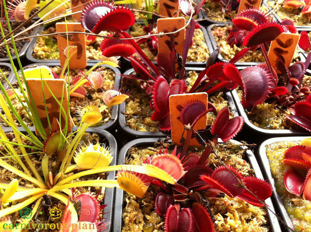 捕蝇红色食虫植物食人人鱼特价小苗包邮绿植