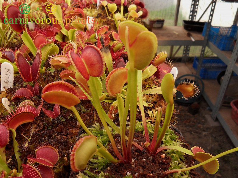 食虫植物--圆齿捕蝇草直立贝壳捕蝇新春特价绿植