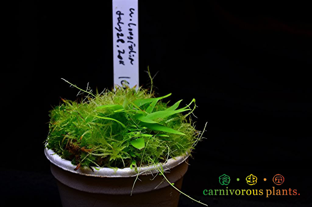 食虫植物长叶狸藻ulongifolia绿植