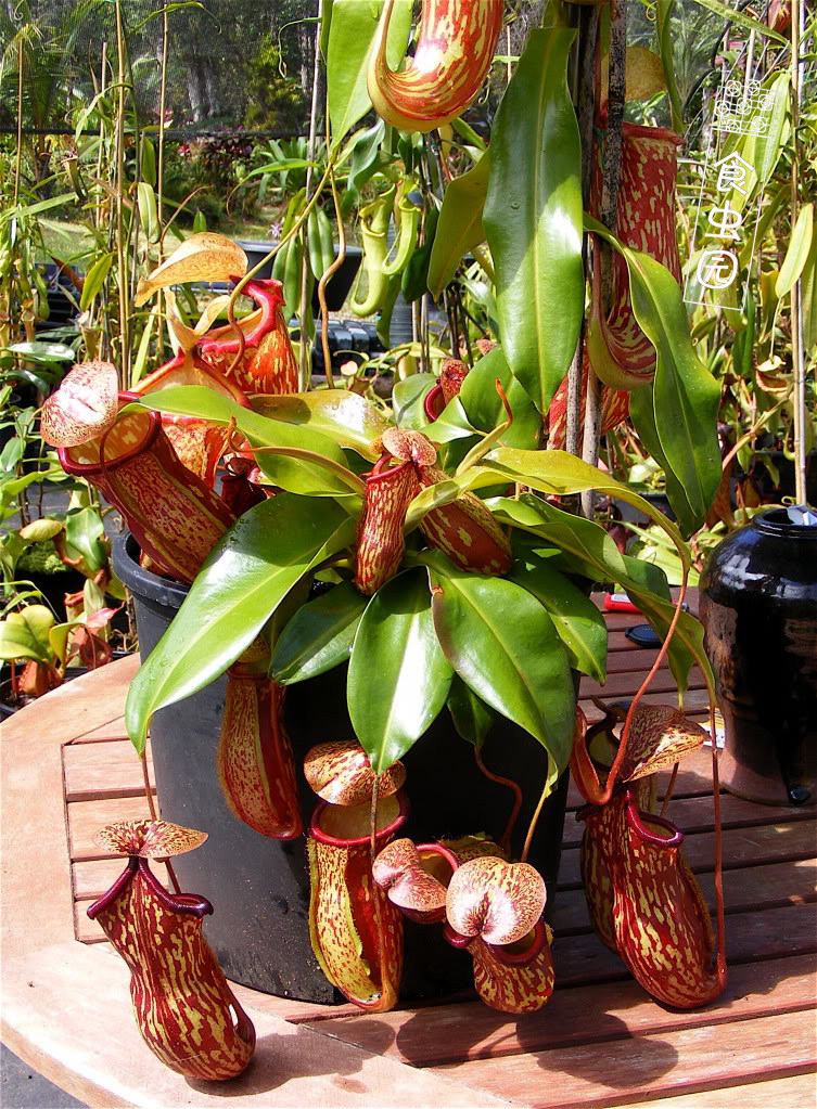 食虫植物盖亚猪笼草虫草趣味绿植进口种苗包邮绿植