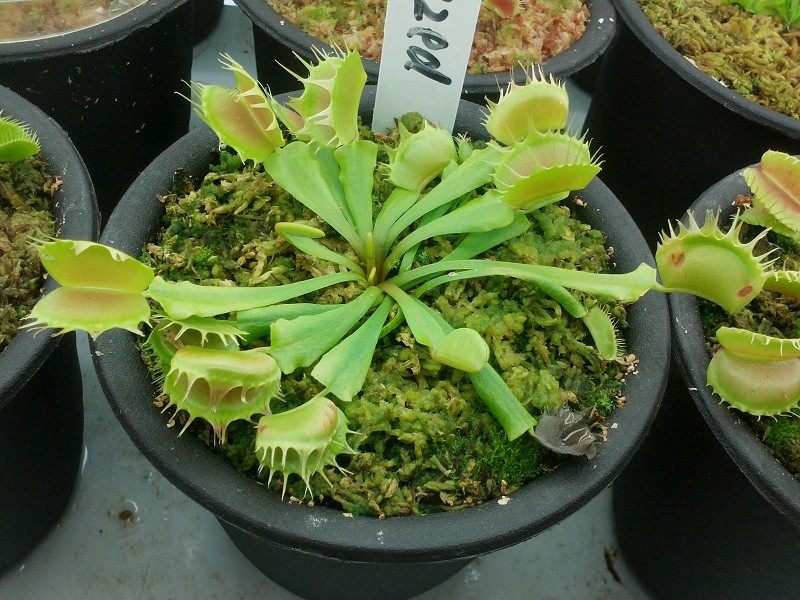 食虫植物直立融齿捕蝇特价小苗绿植