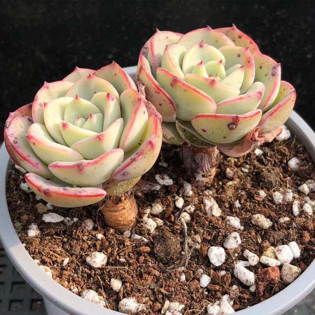 精品奶油黄桃多一物一拍老桩多头双头植物趣味多肉植物