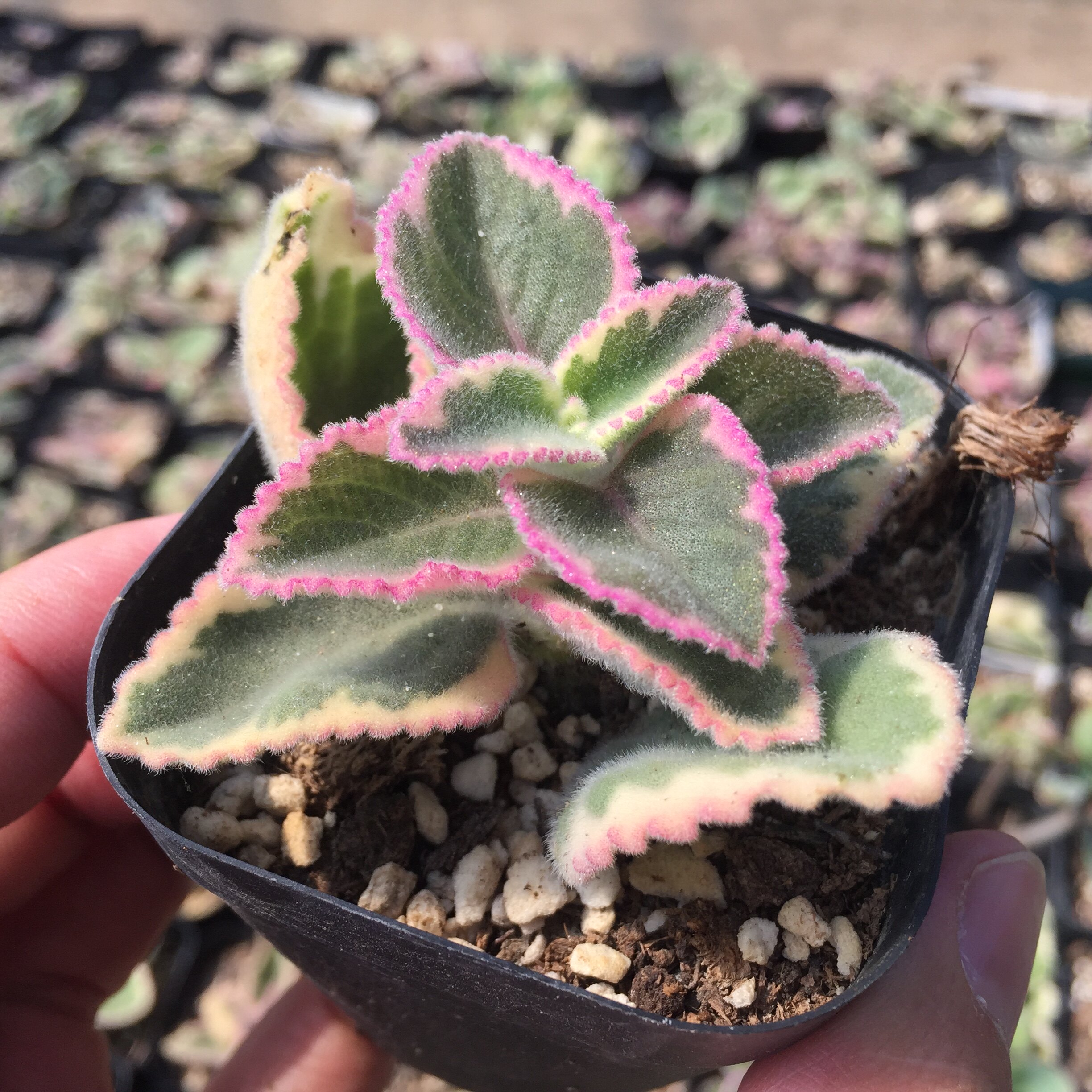 萱萱多肉植物园香妃碰碰香锦办公室绿植花卉甲醛多肉植物