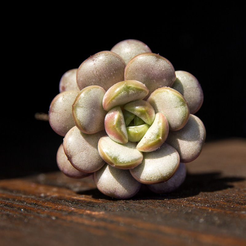 萱萱多肉植物园葡萄办公室阳台绿植花卉甲醛防辐射多肉植物