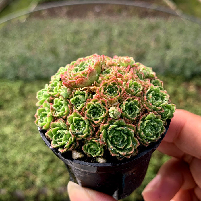 萱萱多肉植物园新品瓦莲红颜办公室阳台绿植甲醛多肉植物