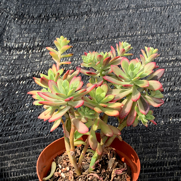 萱萱多肉植物园新品小叮当铃铛锦阳阳台绿植花卉多肉植物