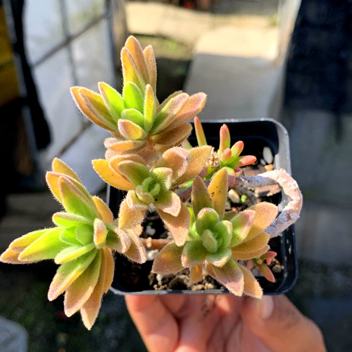 萱萱多肉植物园新品艳芒办公室阳台绿植花卉甲醛多肉植物