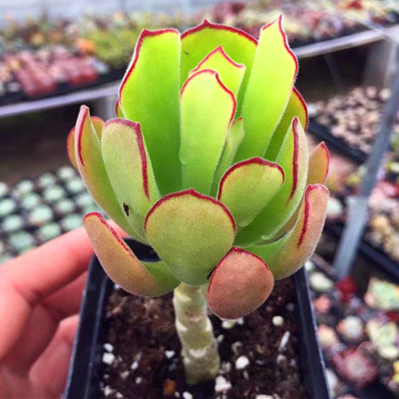 萱萱多肉植物园熊童花月办公室阳台绿植花卉甲醛多肉植物