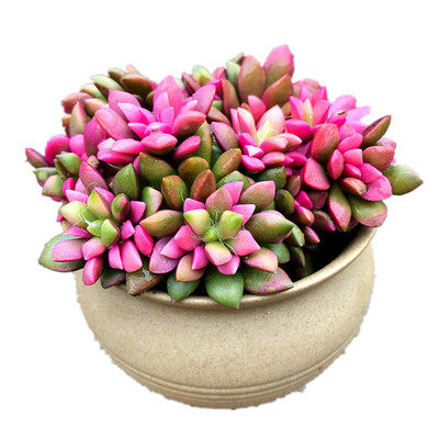 带盆发货日松锦吹雪之松锦办公室阳台绿植甲醛多肉植物