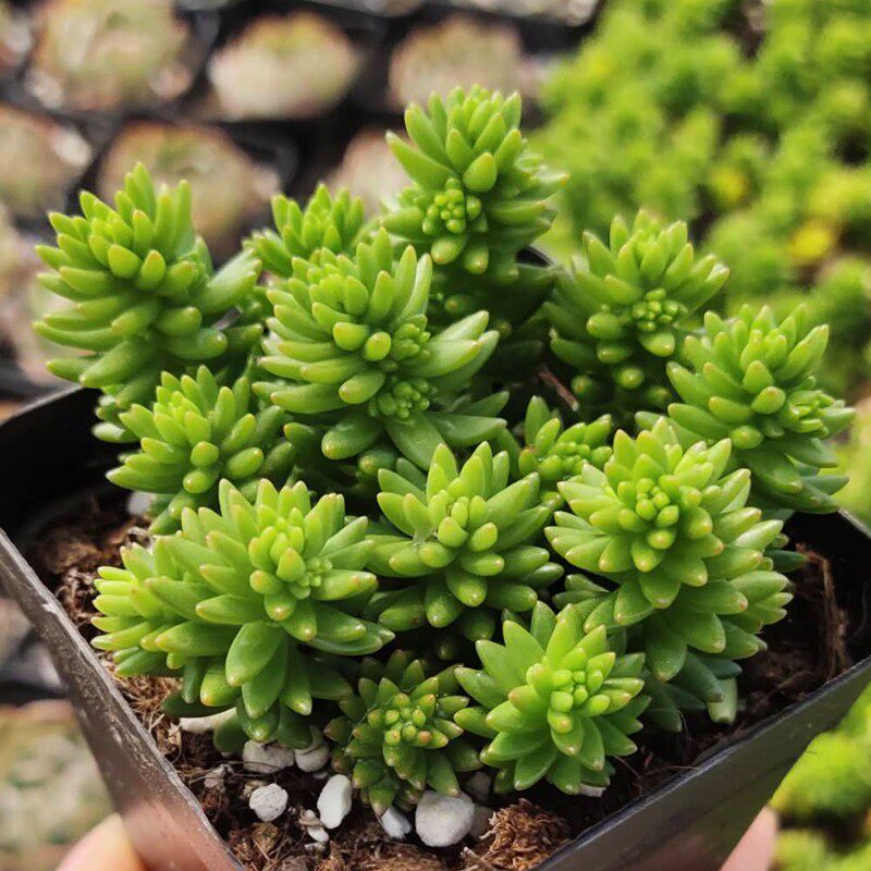 植物绿色书房窗台趣味白花小松绿植花卉甲醛多肉植物