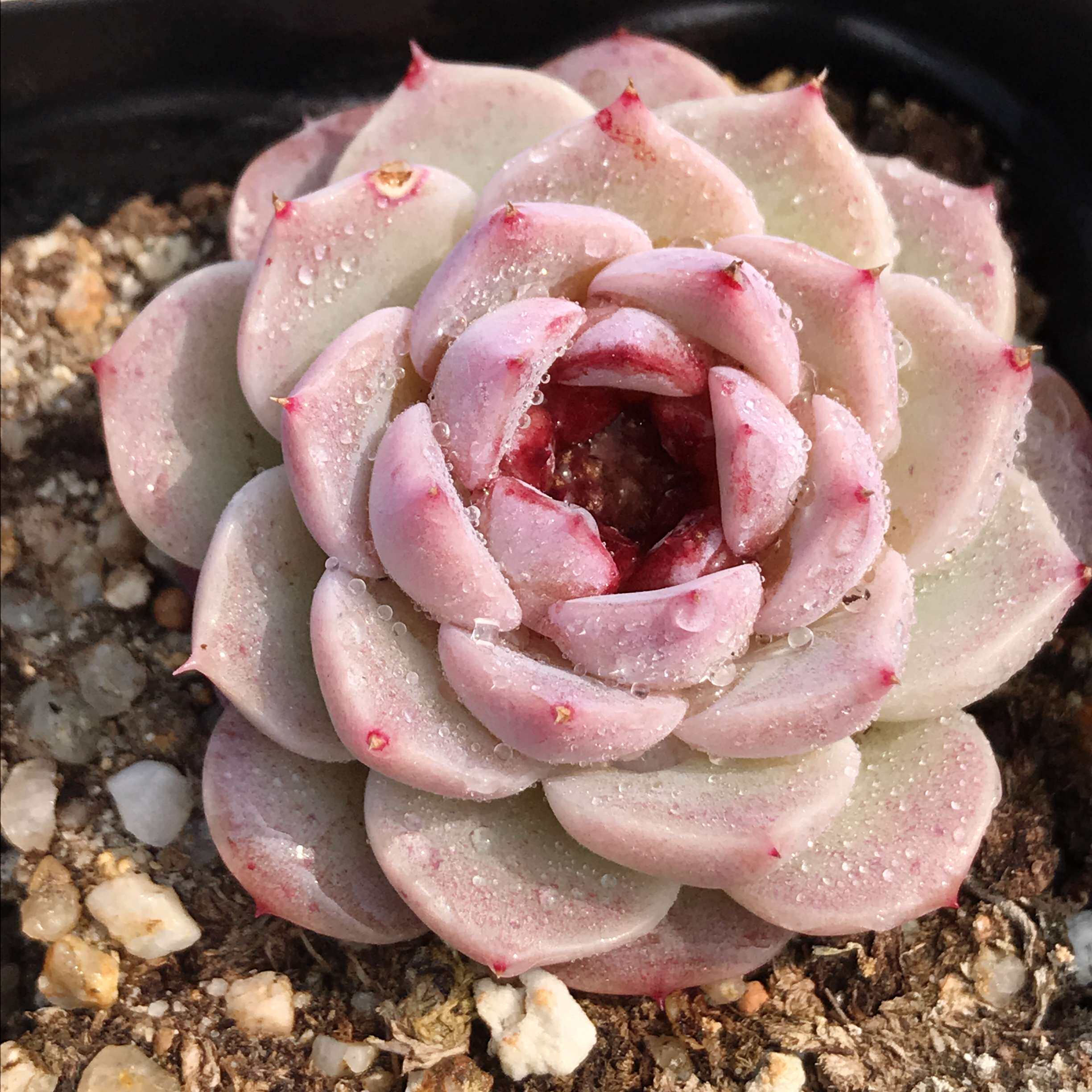 萱萱多肉植物园天鹅绒绿植花卉甲醛防辐射盆栽稀有多肉植物