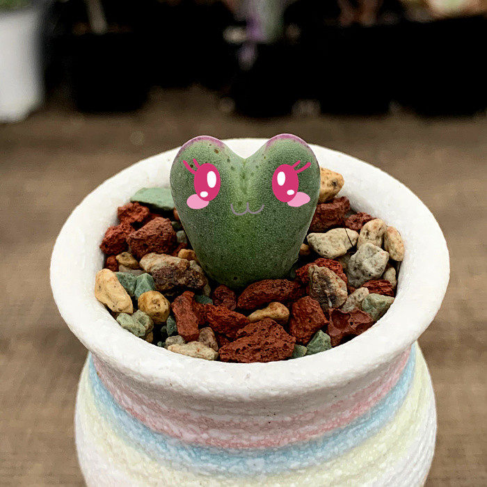 萱萱多肉植物园番杏科肉锥红边赤耳少将办公室阳台多肉植物