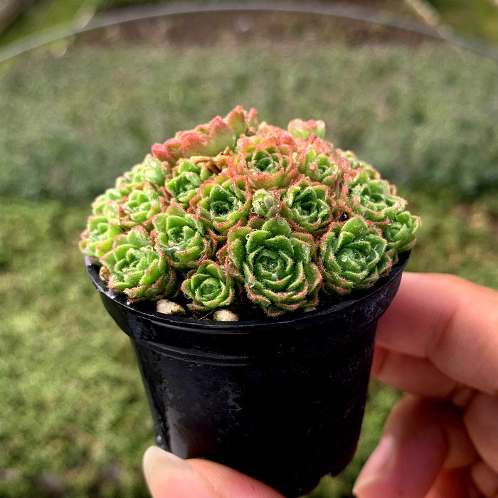 萱萱多肉植物园新品瓦莲红颜办公室阳台绿植甲醛多肉植物