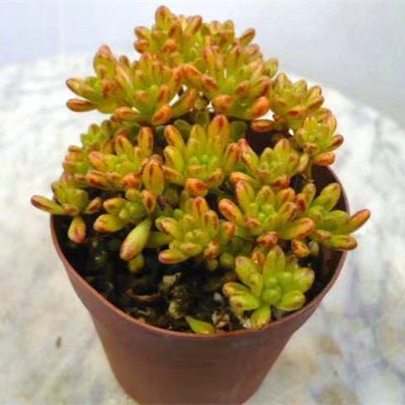 萱萱多肉植物园丸叶小人祭老桩阳台绿植花卉甲醛多肉植物