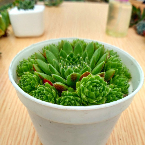 萱萱多肉植物园迷你卷娟办公室阳台绿植花卉甲醛多肉植物