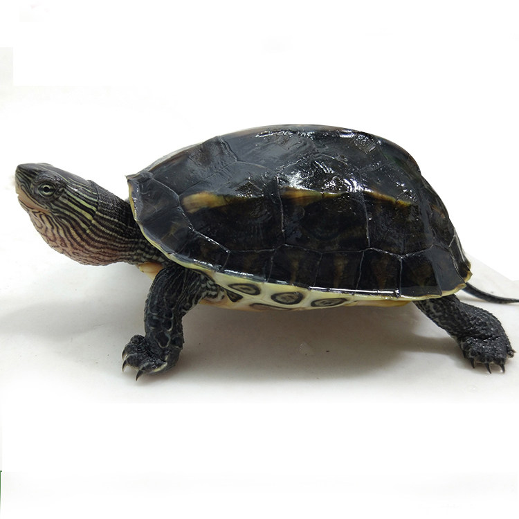 乌龟活体包邮台湾花龟外塘小珍珠宠物六线龟苗龟
