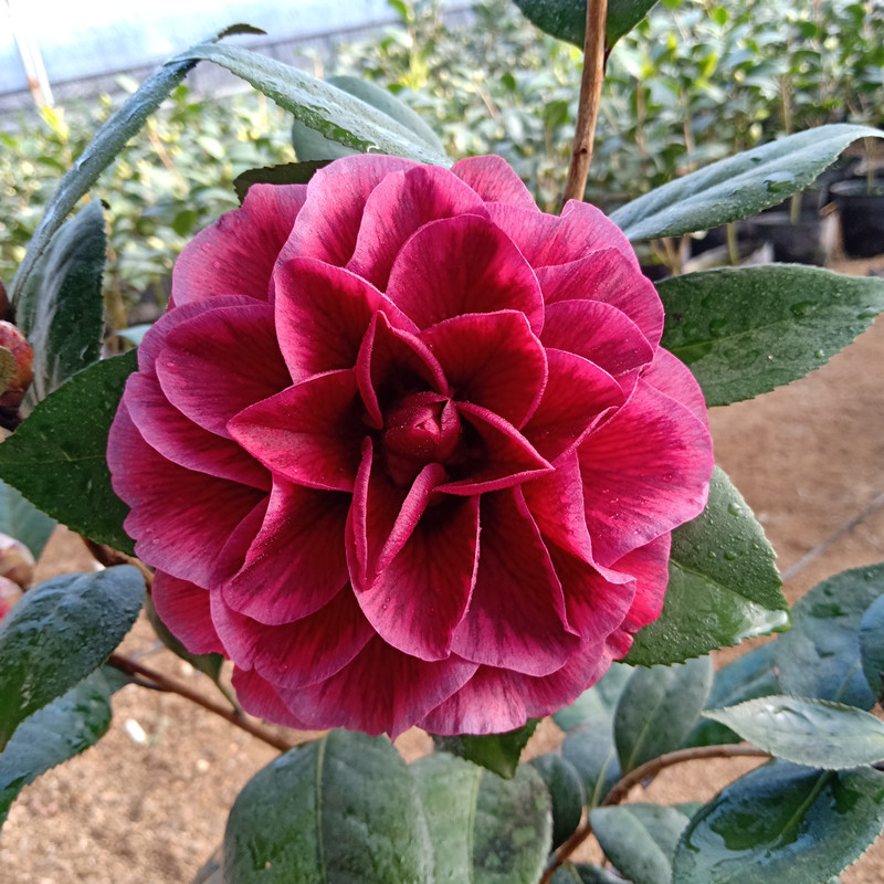 红叶贝拉茶花紫贝拉大花型黑红复色玫瑰室内外花卉