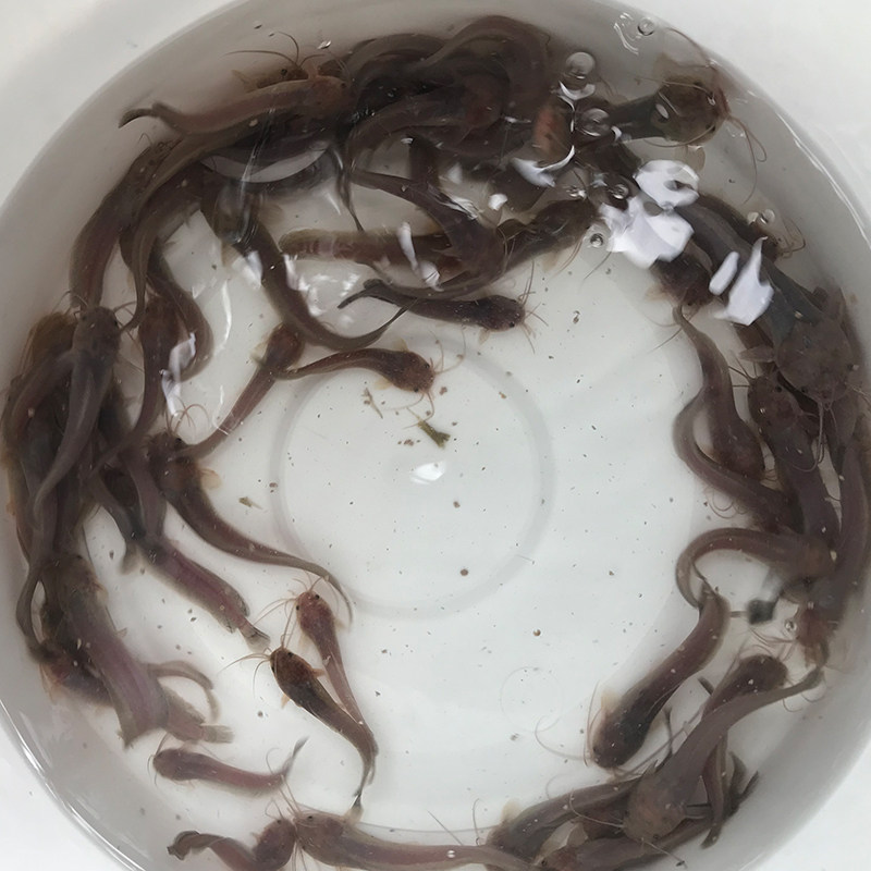 鱼苗本地塘鲺土塘鲺鱼观赏鱼龙鱼饲料活体养殖鱼