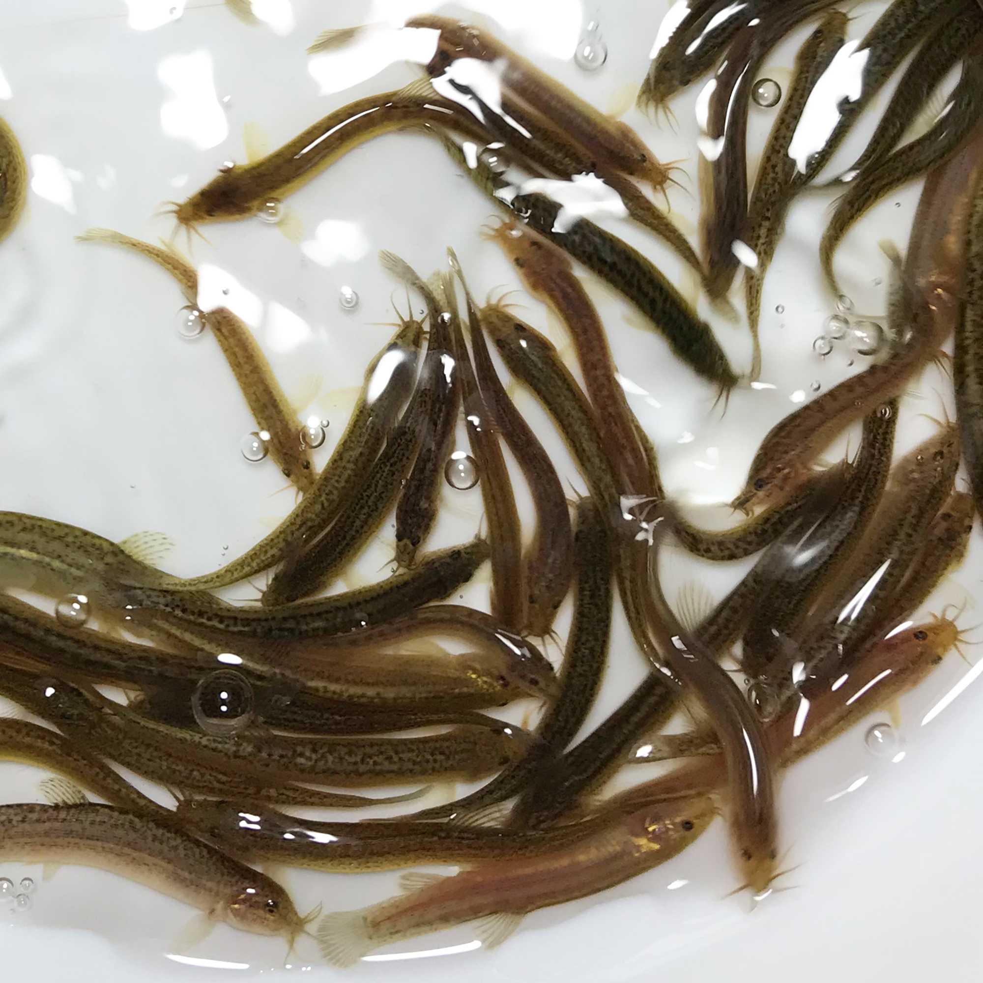 台湾泥鳅苗小泥鳅苗活体淡水龙鱼乌龟清道夫小鱼活饲料鱼钓鱼饵料