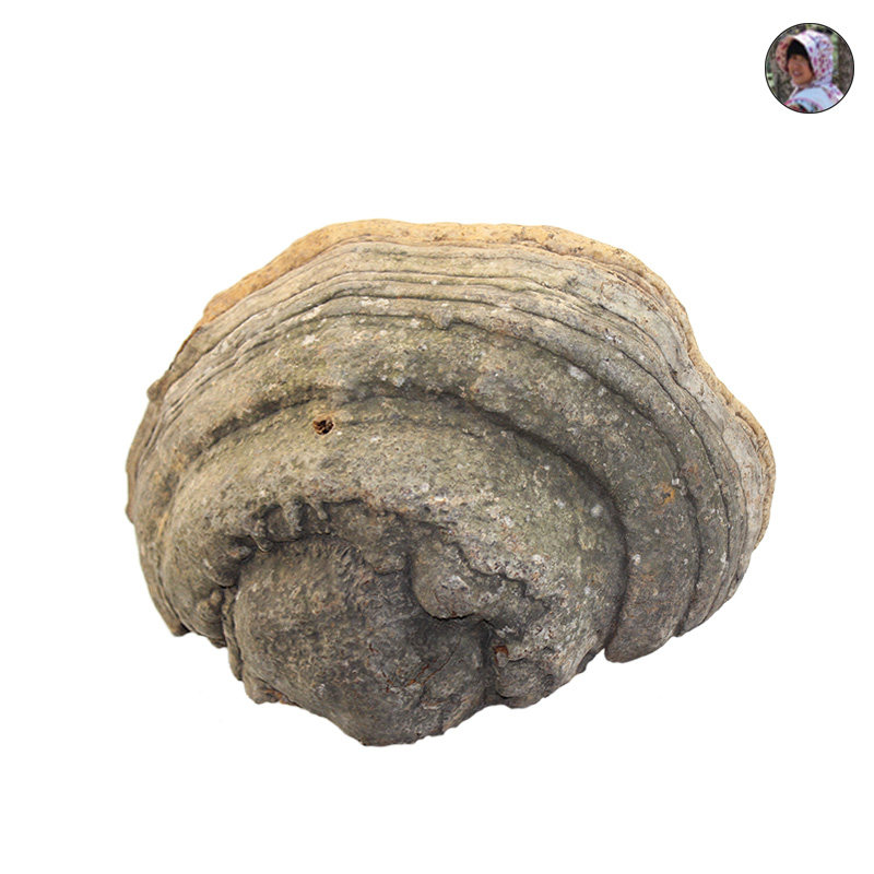 野生木蹄层孔菌250g灵芝真菌长白山野生灵芝