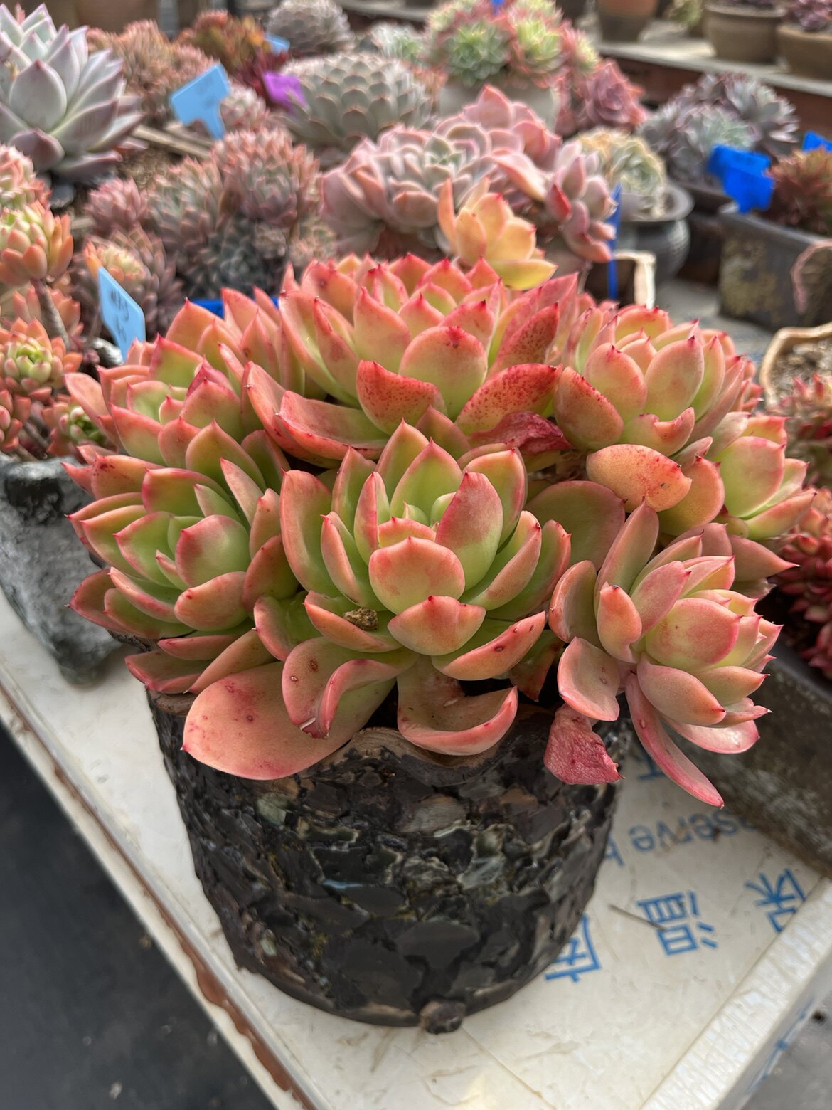 老桩金辉云南基地发货2号景天多肉植物