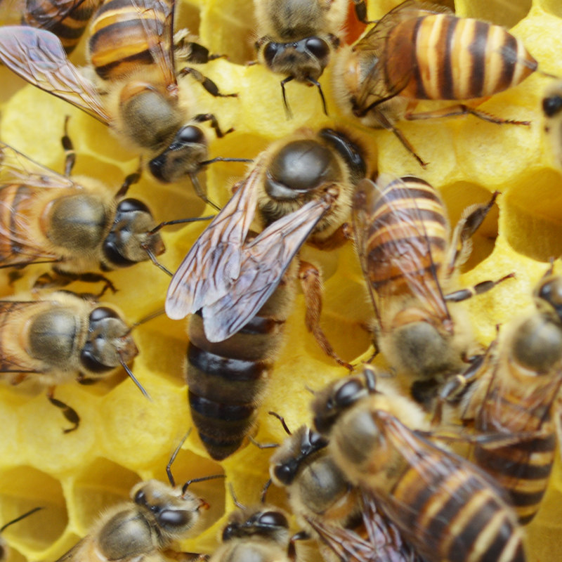中蜂蜂王蜂王意蜂王开产王产卵王生产王处女王蜜蜂活体王产浆王