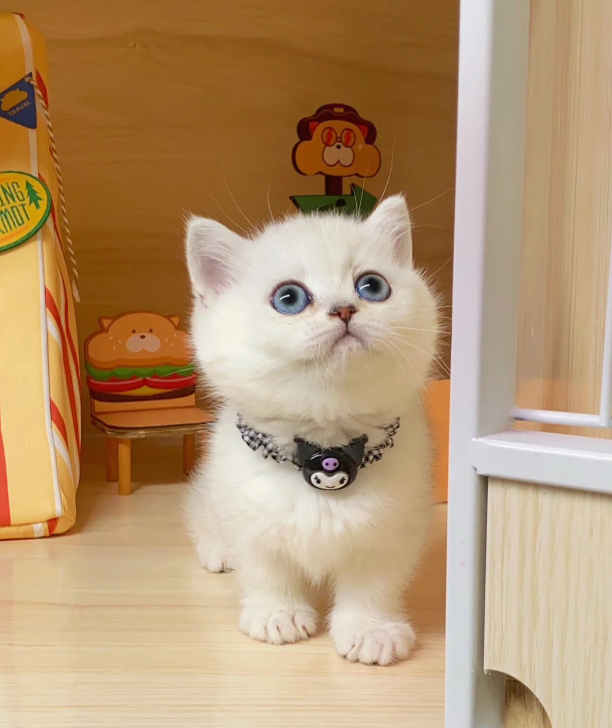 银渐层矮脚曼基康英短美短可爱猫舍拿破仑小猫咪不挠人甜美系白色 - 