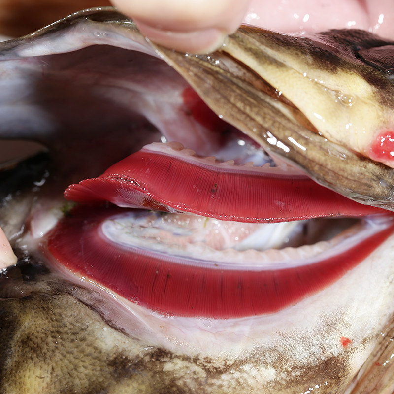 渔民的孩子每日现捕新鲜活海捕海鲜龙胆石斑鱼珍珠龙胆鱼1000g条