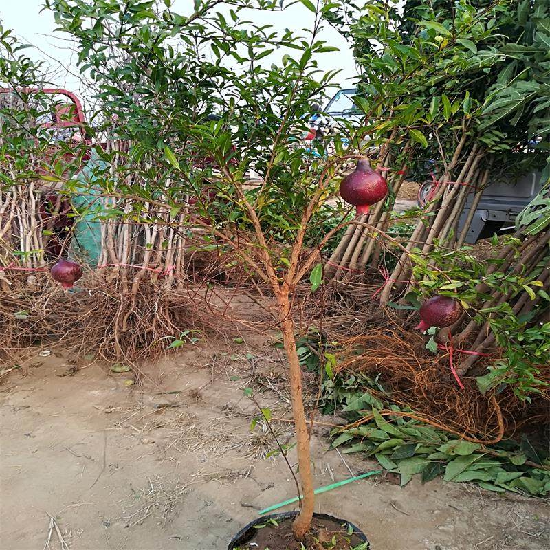 石榴树苗盆栽地栽突尼斯软籽室内庭院特大果树果树