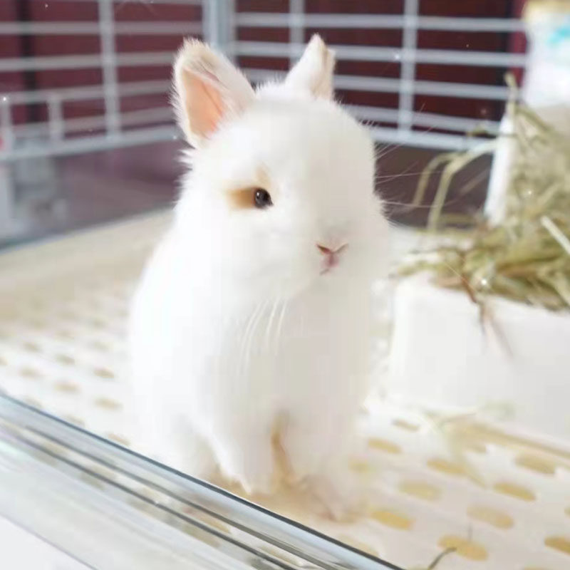 小兔子活物宠物小型垂耳兔折耳荷兰茶杯活体进口兔