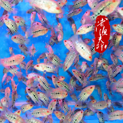 罗汉鱼苗鸿运珍珠花罗汉热带鱼