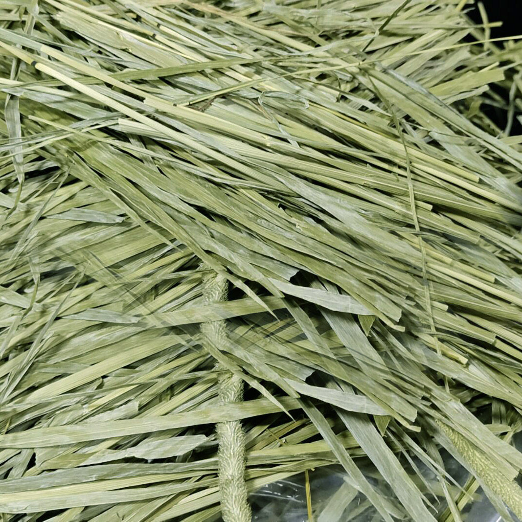 500g龙猫磨牙饲料豚鼠兔兔包邮干草提干草北兔兔干草