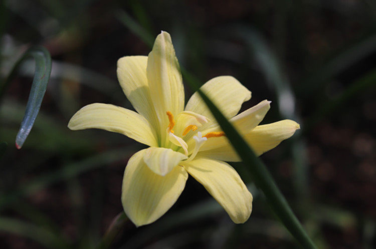 悠暖花开石蒜球根印尼风雨兰39号黄色重瓣太平洋之心开花大球