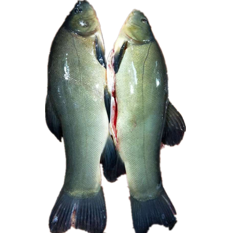 新疆野生冷水鱼 新鲜黑鱼1000g 拍两份顺丰包邮 野生稀有生鲜鱼